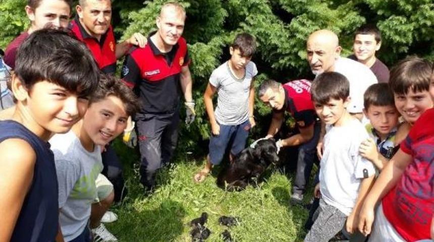 Su Borusunda Mahsur Kalan Yavru K&ouml;pekleri Itfaiye Kurtardı