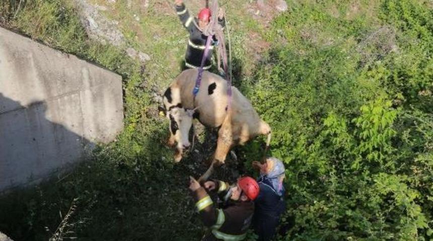 Dereye D&uuml;şen Ineği Itfaiye Kurtardı