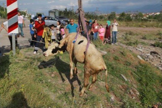 Dereye D&uuml;şen Ineği Itfaiye Kurtardı 2