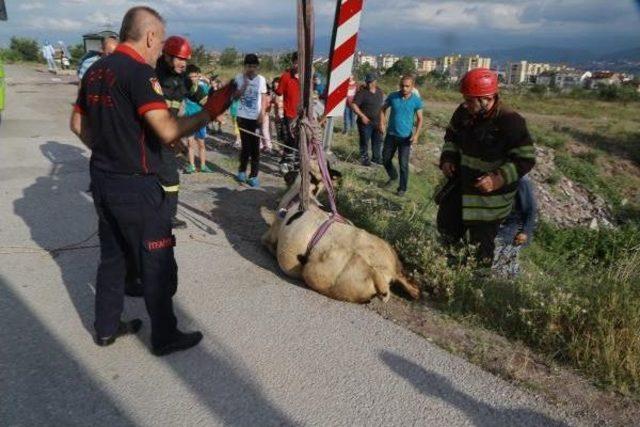 Dereye D&uuml;şen Ineği Itfaiye Kurtardı 3