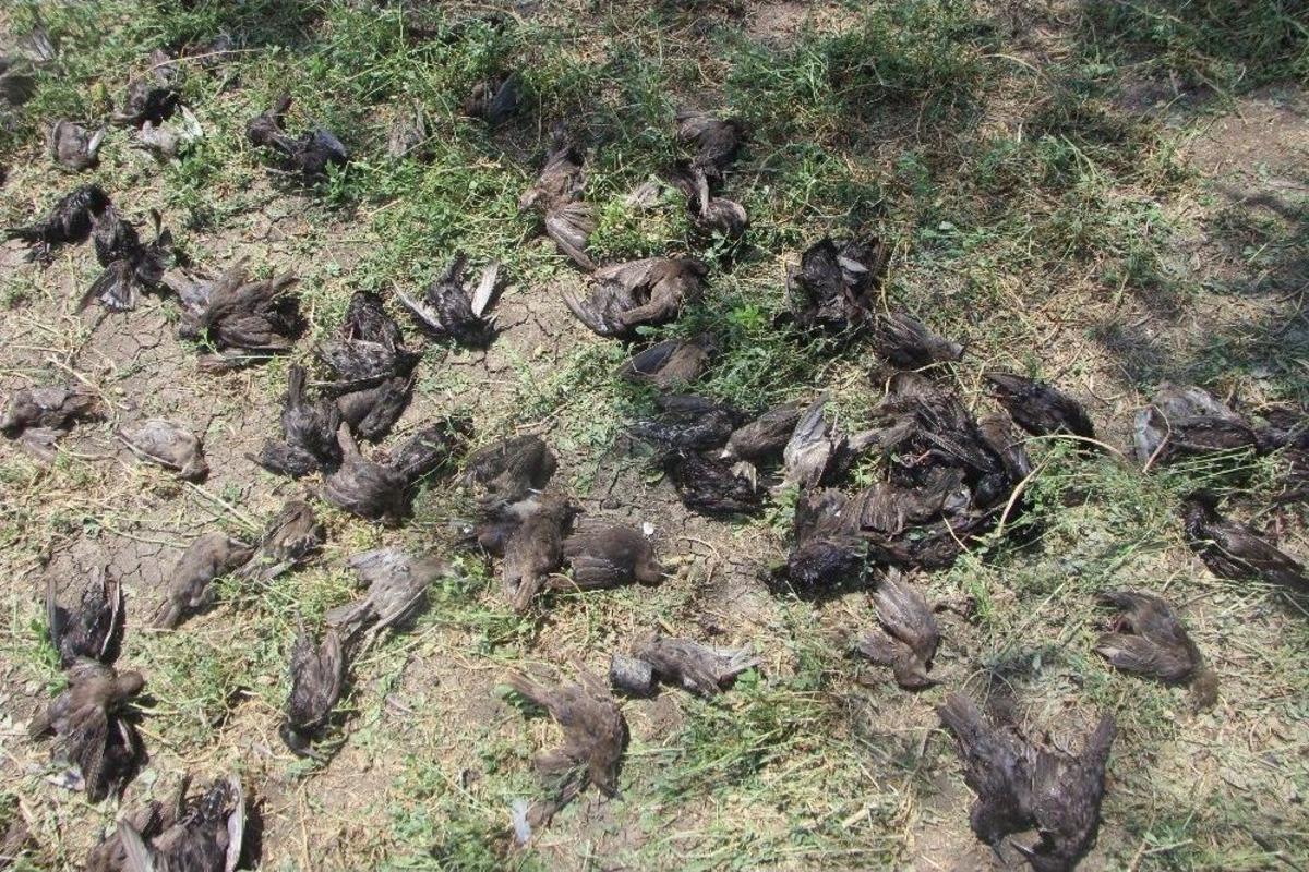 (&ouml;zel Haber) Bursa&rsquo;da Dolu Y&uuml;zlerce Kuşu Telef Etti