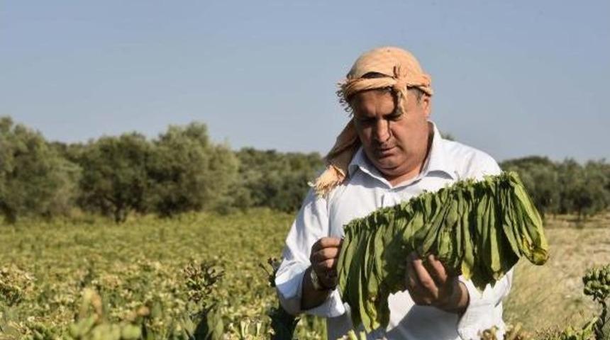T&uuml;t&uuml;n Tarlasında Zorlu Mesai
