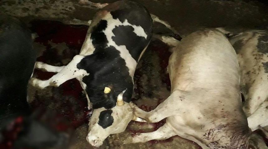 Yozgat&rsquo;ta Yıldırım D&uuml;şmesi Sonucu 21 Hayvan Telef Oldu