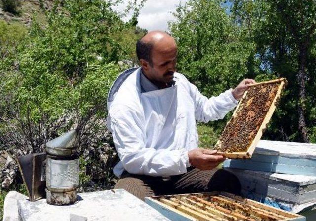 Sıcaklık Arttıkça Çataklı Arıcılar Daha Yükseğe Çıkıyor