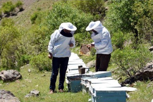 Sıcaklık Arttıkça Çataklı Arıcılar Daha Yükseğe Çıkıyor