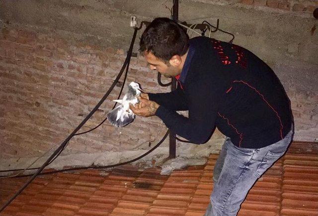 Yaralı G&uuml;vercini İtfaiye Kurtardı 1