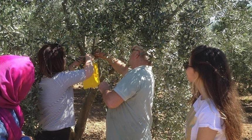 Zeytin Sineğine Tuzaklama &Ccedil;alışması