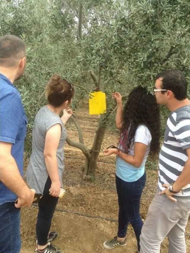 Zeytin Sineğine Tuzaklama Çalışması