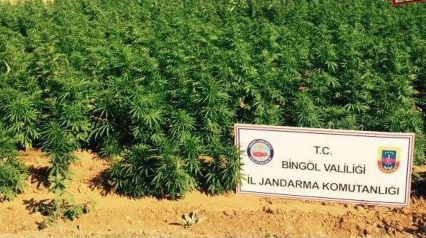 Bing&ouml;l&rsquo;de 50 Bin K&ouml;k Hint Keneviri Ele Ge&ccedil;irildi