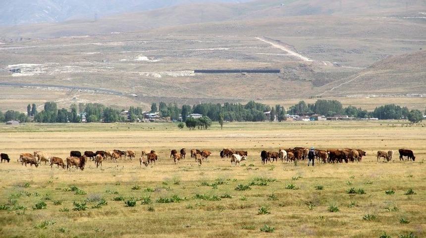 Kurbanlıklar Cep Yakacak