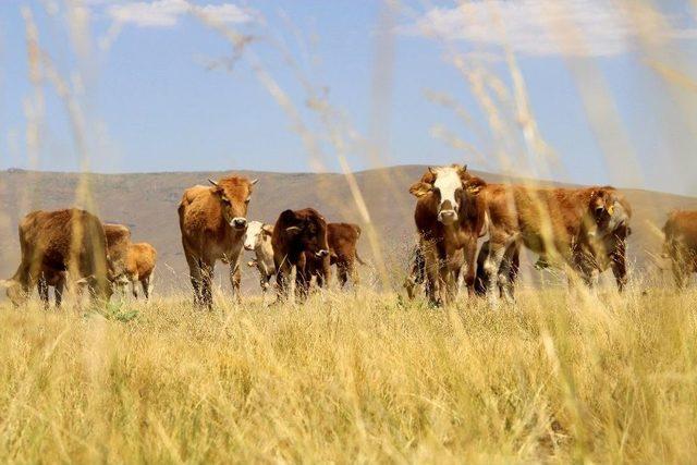 Kurbanlıklar Cep Yakacak 1