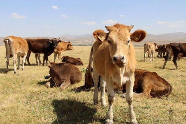 Kurbanlıklar Cep Yakacak 3