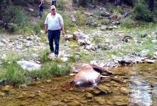 Boynuzu Için Koruma Altındaki Kızıl Geyik Katliamı