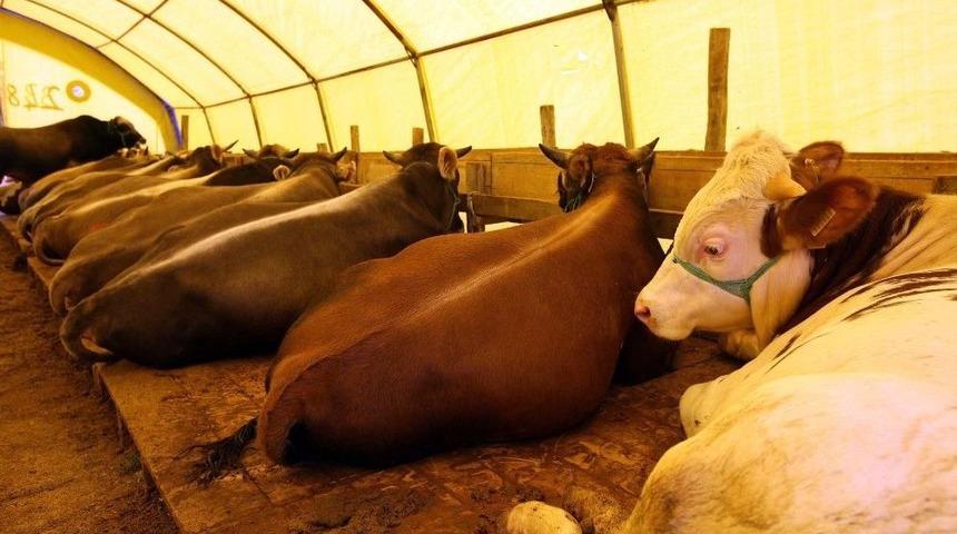 Yenimahalle&rsquo;de Kurban Bayramı Hazırlıkları