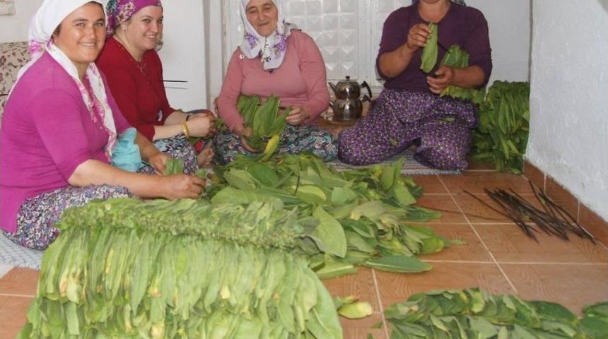 Aydın&rsquo;da T&uuml;t&uuml;n Kırımı Başladı