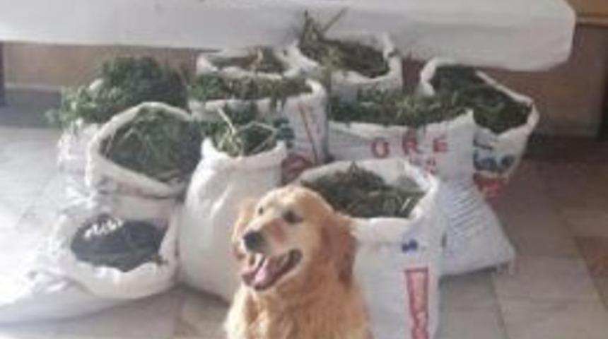 Akşehir'de Uyuşturucu Operasyonu: 1 G&ouml;zaltı