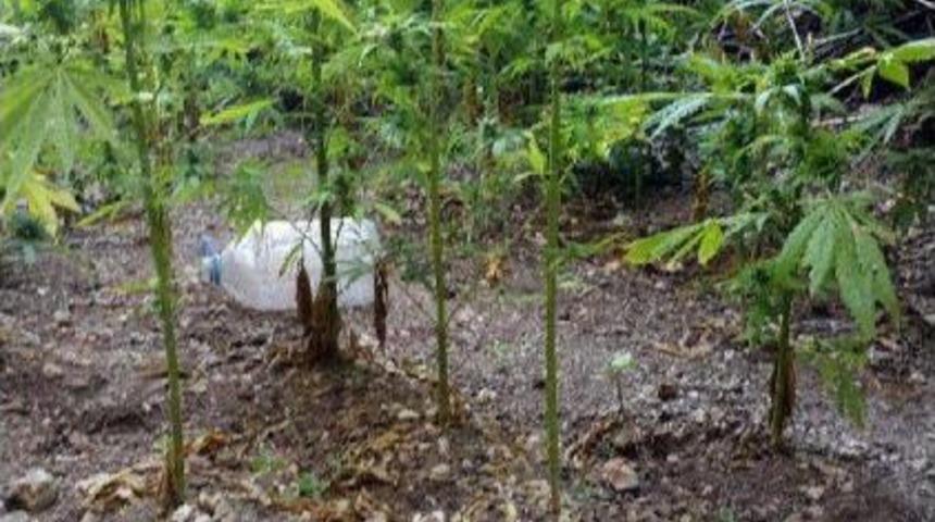 &Ccedil;anakkale'de Ormanda Hintkeneviri Ele Ge&ccedil;irildi