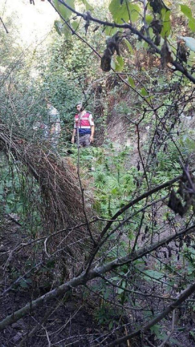 Çanakkale'de Ormanda Hintkeneviri Ele Geçirildi