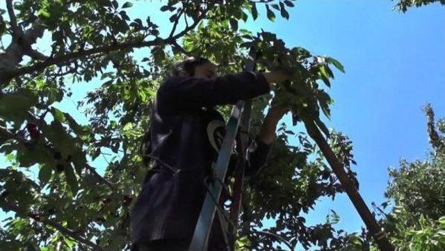 Napolyon Kirazı, Üreticinin Yüzünü Güldürdü