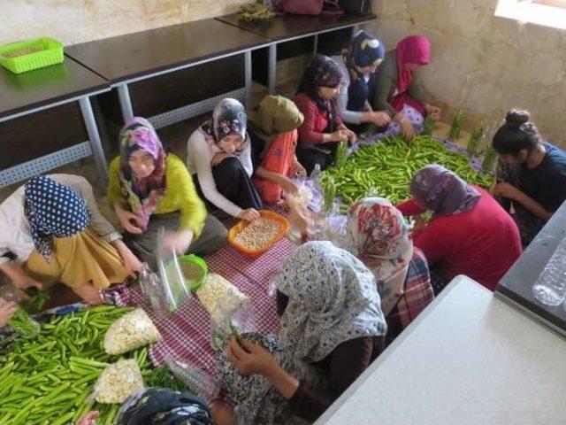 Midyat'ta Kadınların Turşu Mesaisi Başladı