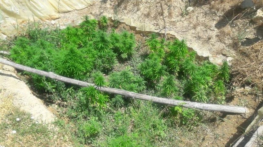 Karaman&rsquo;da Jandarmadan Kenevir Operasyonu