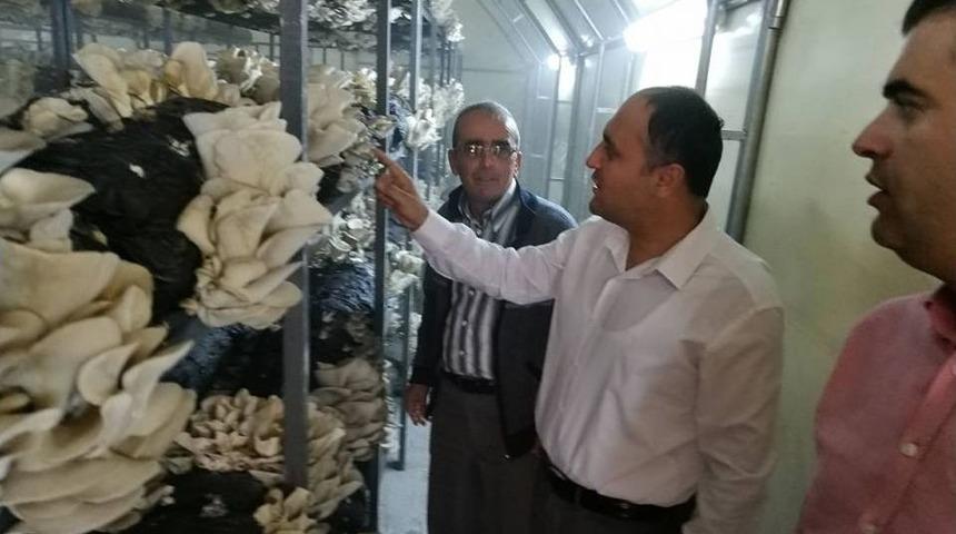 Başkan &Ouml;zaltun, İstiridye Mantarı &Uuml;retim Tesisini Gezdi