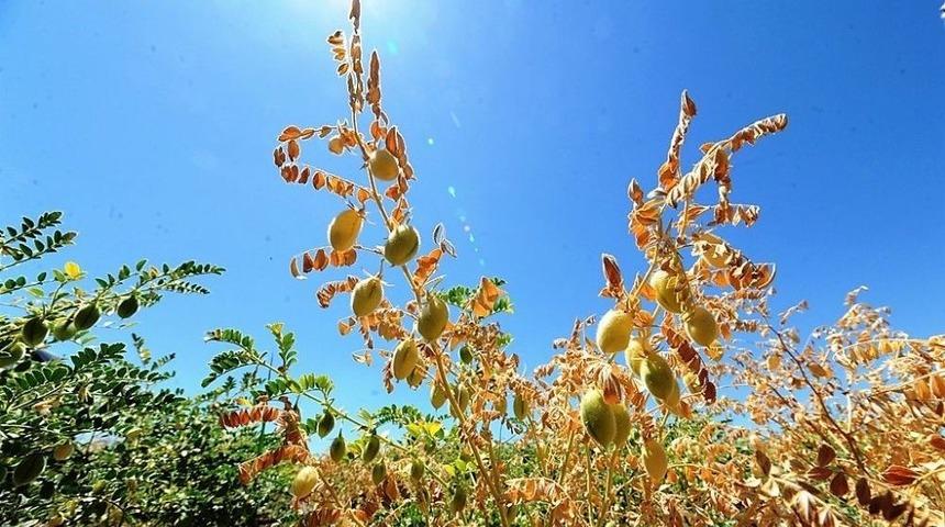 B&uuml;y&uuml;kşehirden Nohutta &Uuml;retimi Artıracak Proje