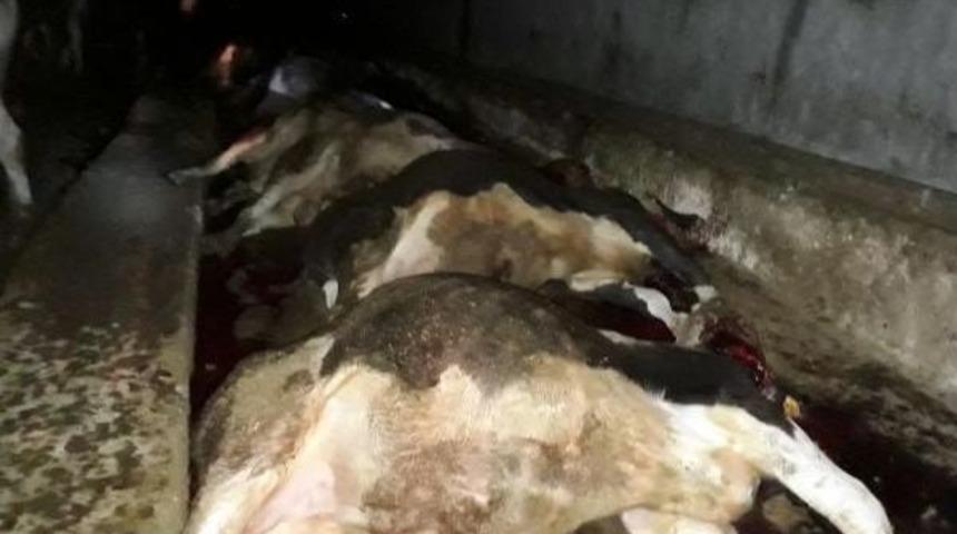 Ahıra Yıldırım D&uuml;şt&uuml;;  21 B&uuml;y&uuml;kbaş Hayvan Telef Oldu