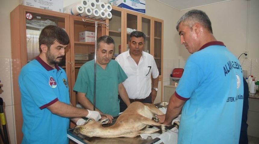 Yaralı Dağ Ke&ccedil;isi Tedavi Altında