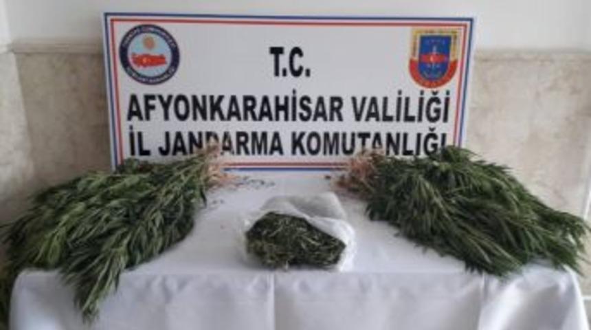 Jandarma Tarlasına Hin Keneviri Eken Şahsı Gözaltına Aldı