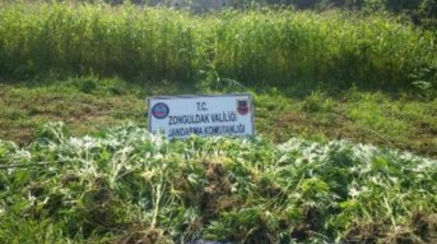 Zonguldak'ta Uyuşturucu Operasyonu