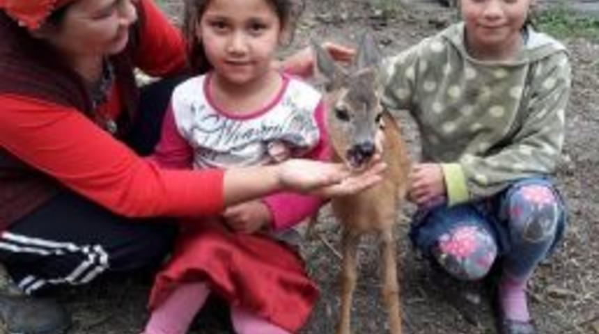 İki Kız Kardeş Yavru Karacayı K&ouml;peklerin Elinden Aldı