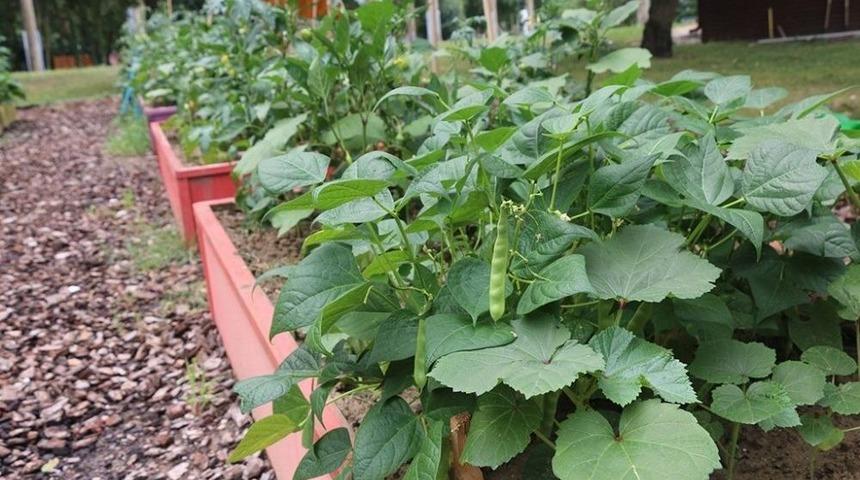 &lsquo;benim Bah&ccedil;em&rsquo; Projesinde &Uuml;r&uuml;nler Filizlenmeye Başladı