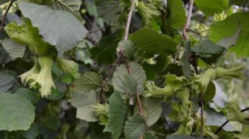 Fındıkta Yaprak Tahlili Uyarısı