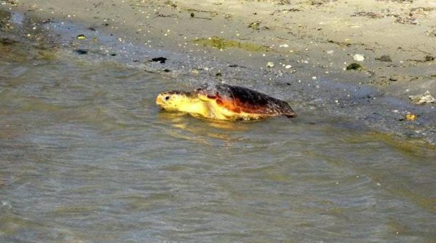 Tedavi Edilen 2 Caretta Caretta Denize Bırakıldı