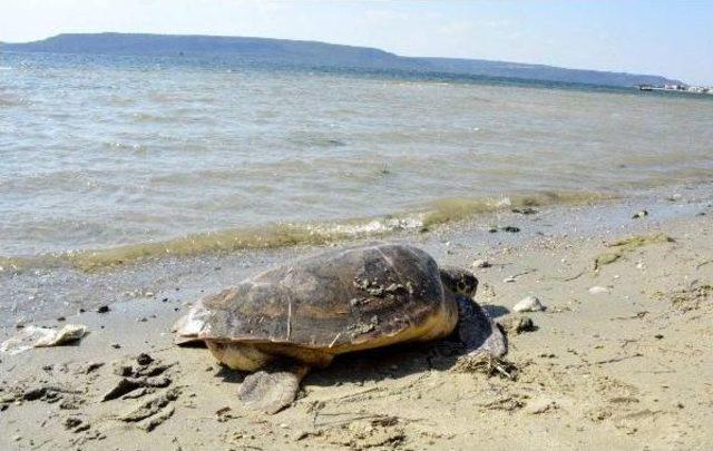 Tedavi Edilen 2 Caretta Caretta Denize Bırakıldı