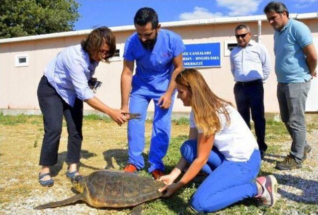 Tedavi Edilen 2 Caretta Caretta Denize Bırakıldı