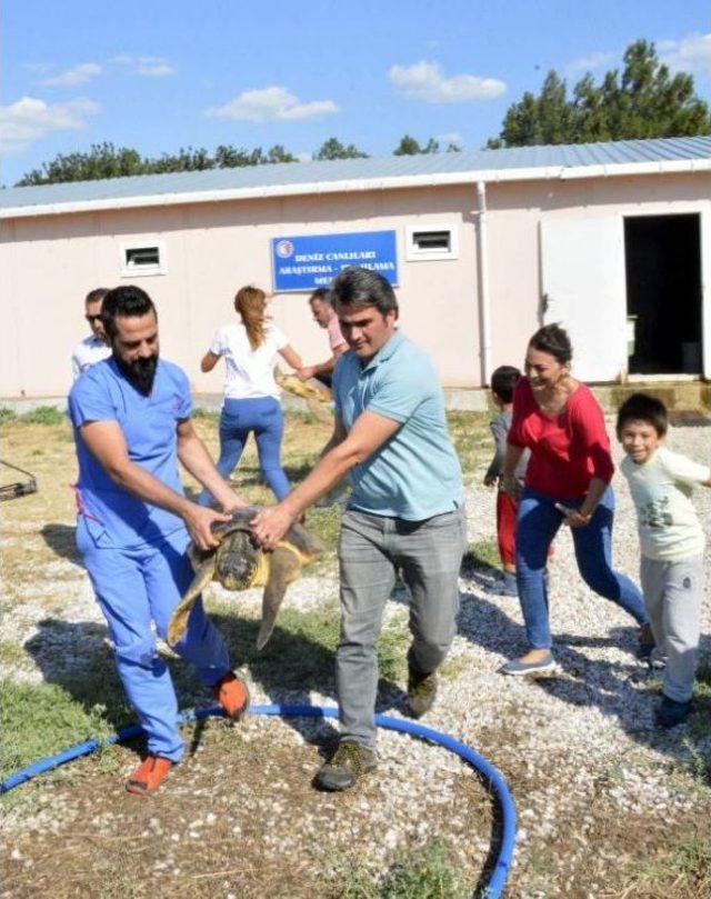 Tedavi Edilen 2 Caretta Caretta Denize Bırakıldı