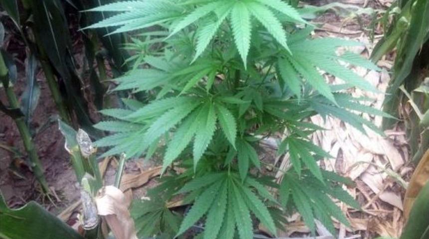 Mısır Tarlasında 135 K&ouml;k Hint Keneviri Ele Ge&ccedil;irildi