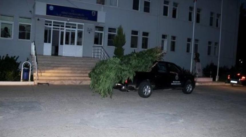 İzmir'de 10 Bin K&ouml;k Hint Keneviri Ele Ge&ccedil;irildi