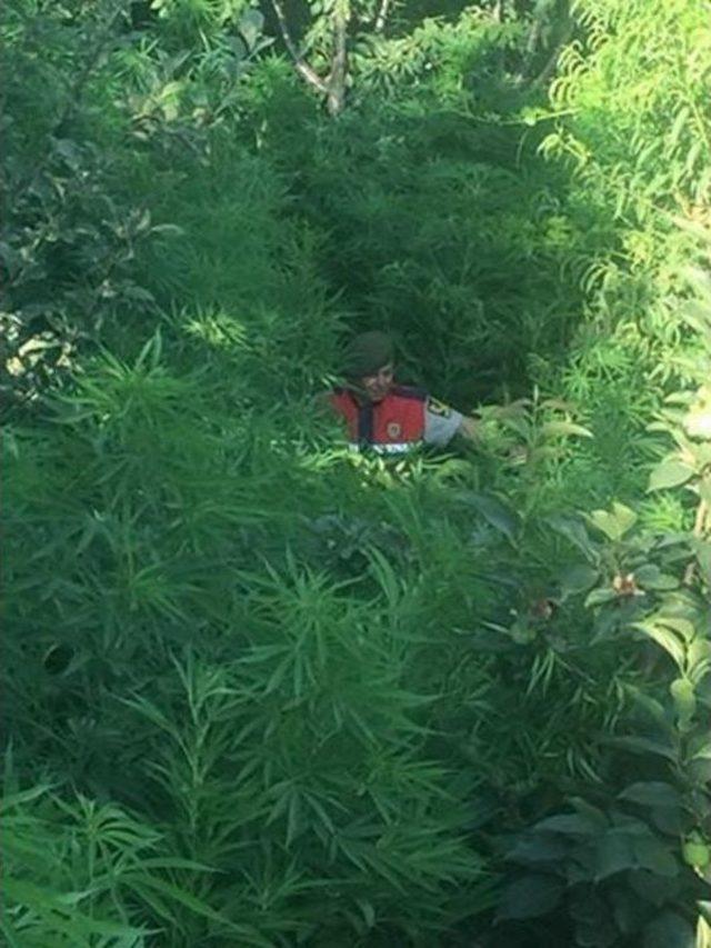 İzmir de 10 Bin K&ouml;k Hint Keneviri Ele Ge&ccedil;irildi 1