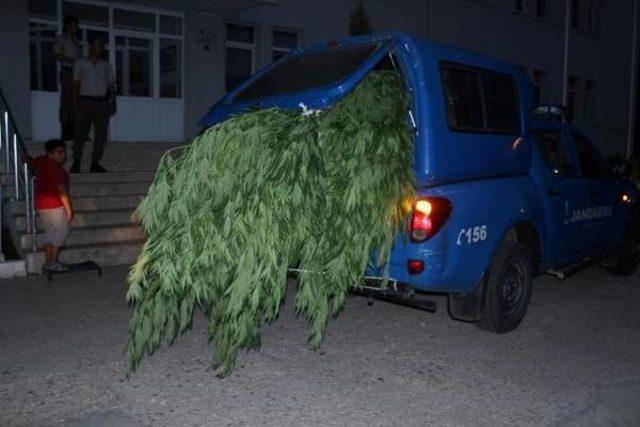 İzmir de 10 Bin K&ouml;k Hint Keneviri Ele Ge&ccedil;irildi 2