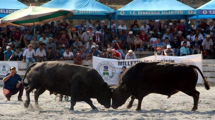 Germencik Alang&uuml;ll&uuml; Arena Boğa G&uuml;reşine Hazır