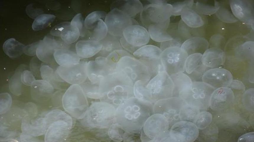 Kordon'da Denizanası Istilası