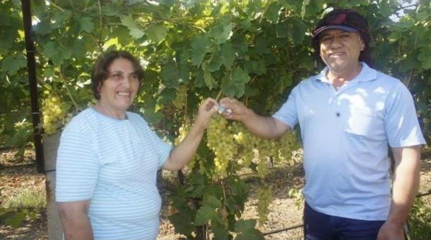 Yaş Üzümde Rusya'ya Ihracat Başlıyor