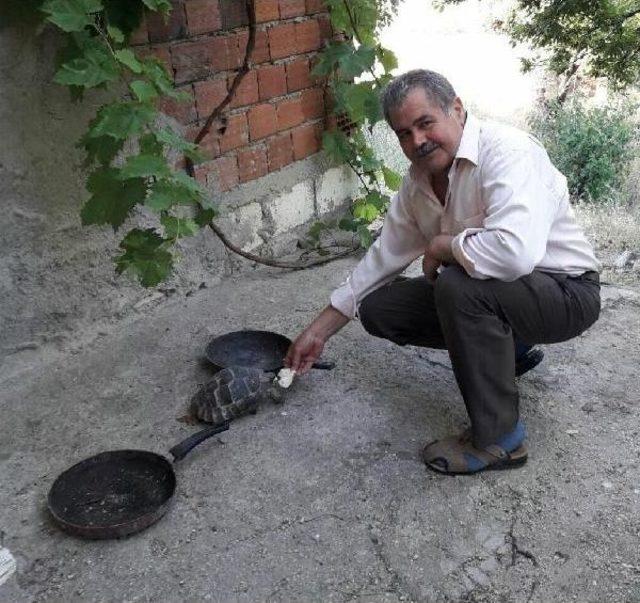 Kaplumbağa, Kedilerle Aynı Kaptan Besleniyor