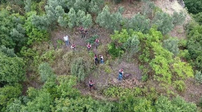 Jandarma, Kamu Arazisine Ekilen Keneviri Drone Ile Tespit Etti
