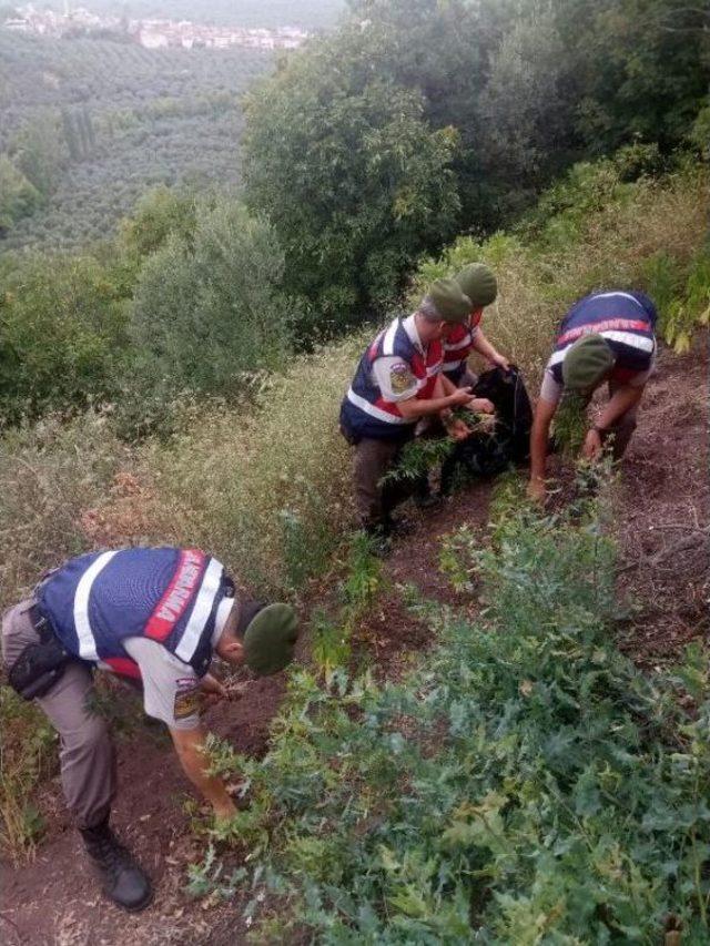 Jandarma, Kamu Arazisine Ekilen Keneviri Drone Ile Tespit Etti