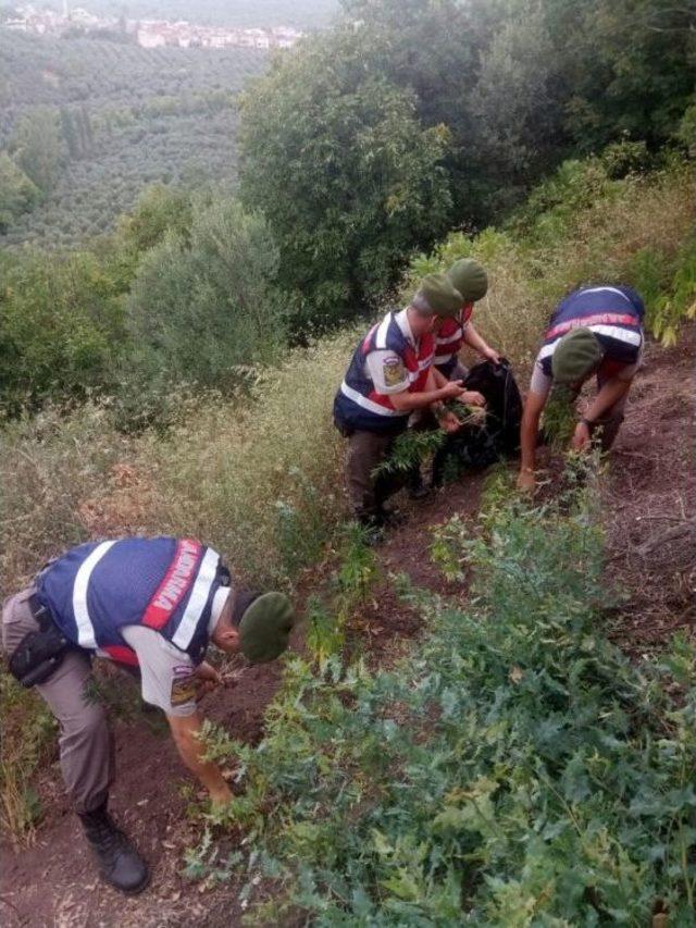 Jandarma’dan Drone’lu Uyuşturucu Baskını