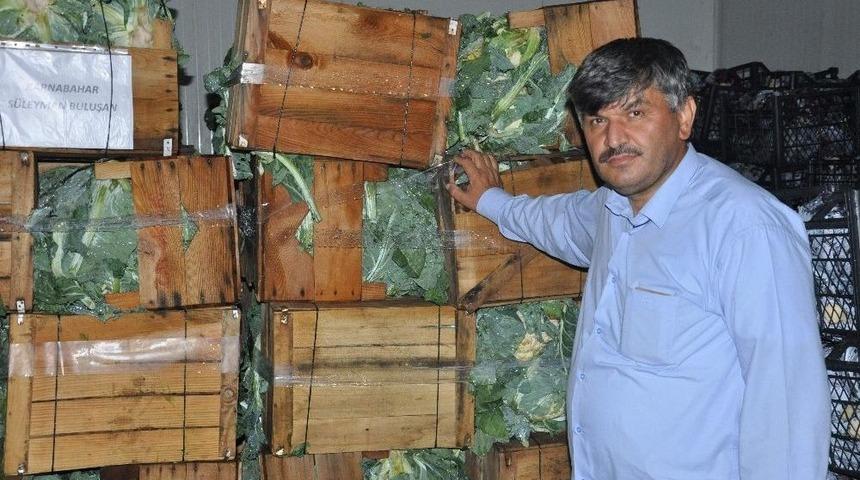 Aşırı Yağış Sebzeye Zarar Verdi, &Uuml;r&uuml;n &Ccedil;ift&ccedil;inin Elinde Kaldı